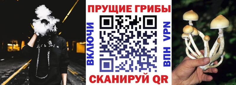 что такое   Ливны  Галлюциногенные грибы GOLDEN TEACHER 